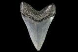 Juvenile Megalodon Tooth - Georgia #75334-1
